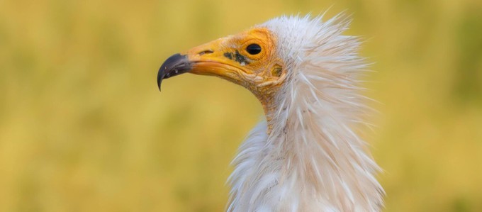 A volture, one of the animal doing the fashion trend of wearing makeup