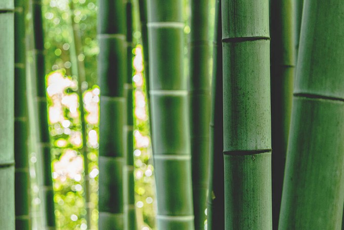 Bamboo plant