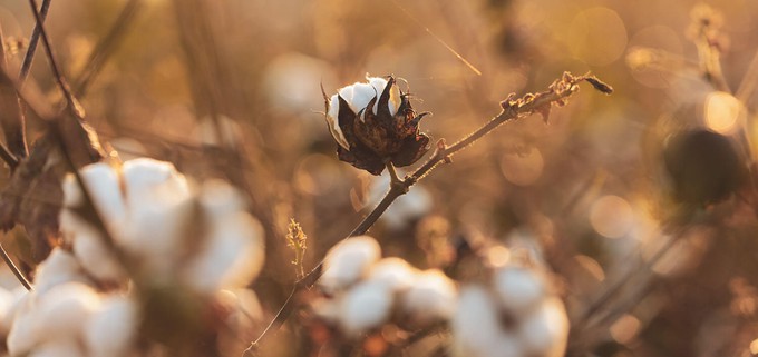 Cotton field to make natural fabrics