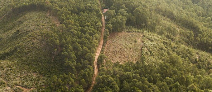 deforestation and loss of biodiversity