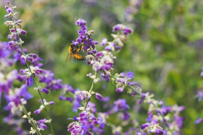 example of biodiversity