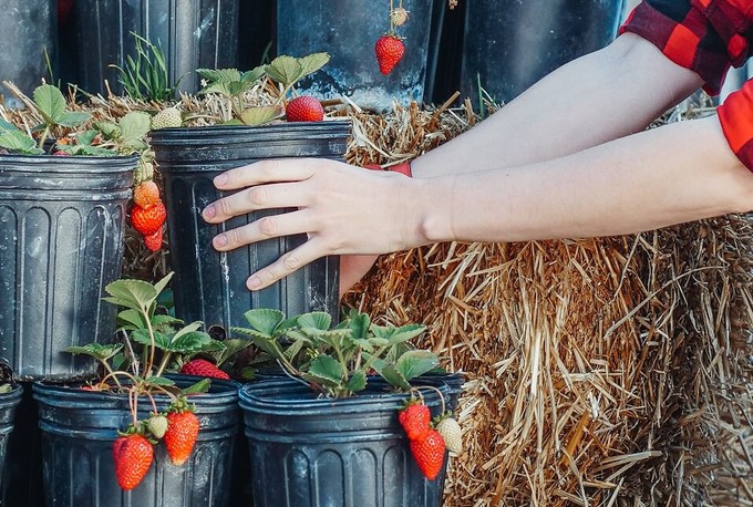 Farmers market as a sustainable social activity