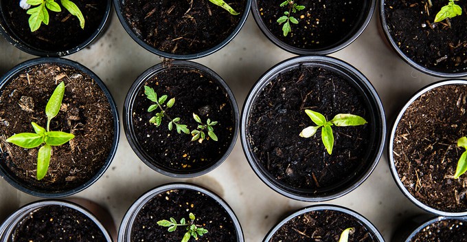 Grow your own vegetables or herbs