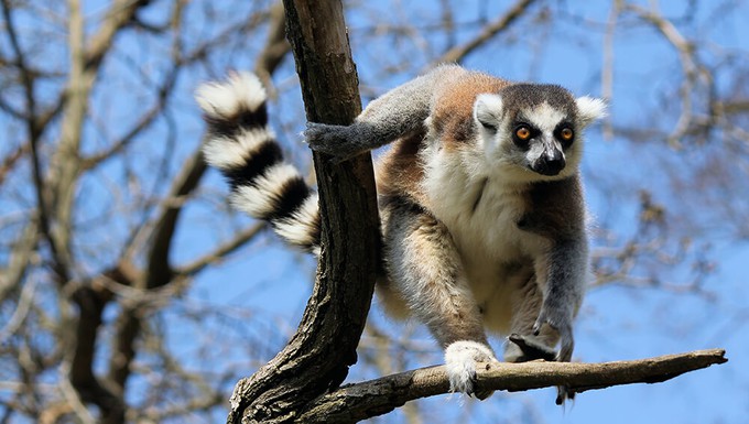 Madagascar lemur from the forest where we'll plant trees when you sign up for a Project Cece account