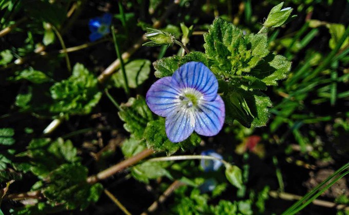 Plant used to make linen clothing