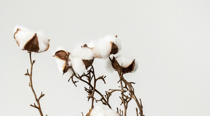 Organic cotton used for affordable ethical clothing