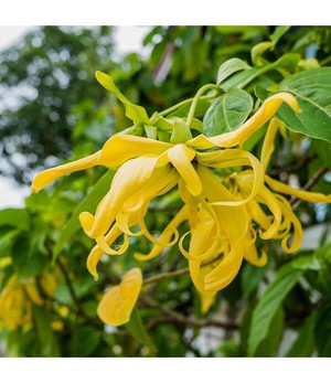 WERFZEEP Ylang Ylang from De Groene Knoop