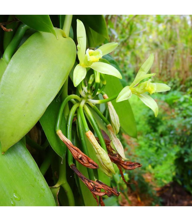 WERFZEEP Ylang Ylang from De Groene Knoop