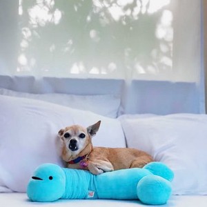Knuffel/nekkussen penis met voorhuidzakje from Fairy Positron