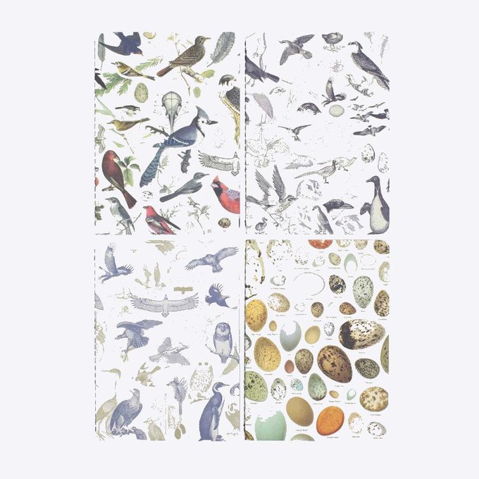 Set of pocket notebooks ornithology from Fairy Positron