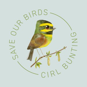 matt sewell cirl bunting organic tee from Silverstick