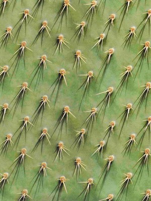 Cozy Cactus V-neck T-shirt Women from SNURK