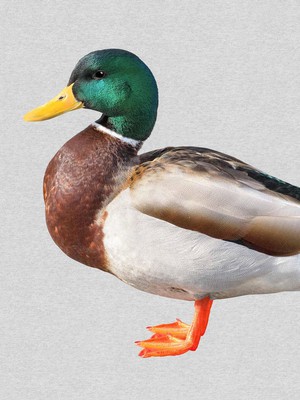 Quack! Relaxed Sweater Unisex from SNURK