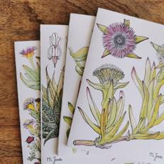 Set Of 4 Fynbos Greeting Cards via Urbankissed