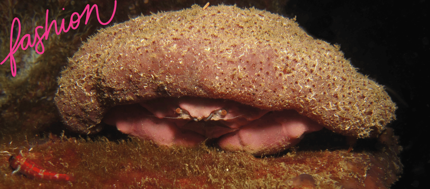 a decorator crab wearing a trendy moss type on its shell